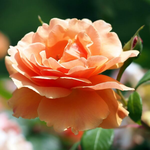 Rosa 'Royal Sunset' in 2 Gallon Pot