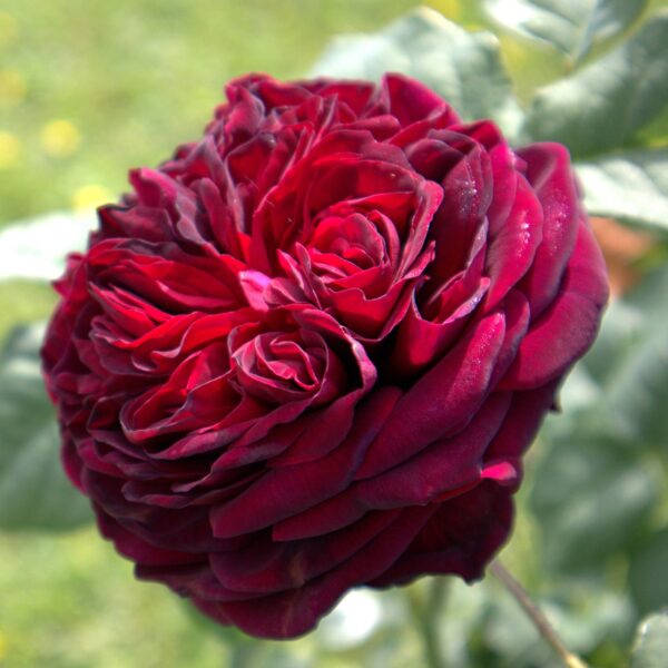 Rosa 'Black Caviar' in 2 Gallon Pot