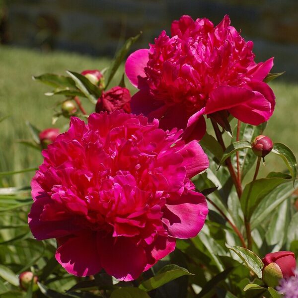Peony 'Big Ben' in 1 Gallon Pot