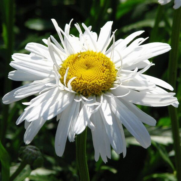 Leucanthemum 'Crazy Daisy' in 1 Gallon Pot