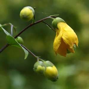 Japanese Wax Bells Kirengeshoma palmata in 2 Gallon Pot