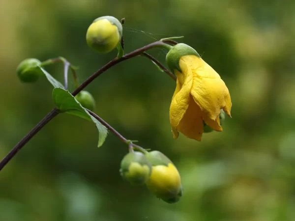 Japanese Wax Bells Kirengeshoma palmata in 2 Gallon Pot