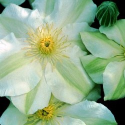 Clematis 'Guernsey Cream' in 2 Gallon Pot