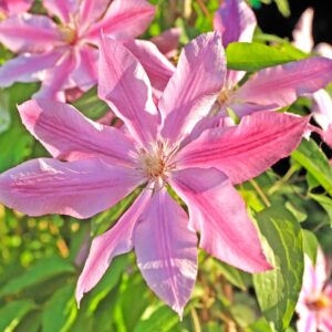 Clematis 'Pink Fantasy' in 2 Gallon Pot