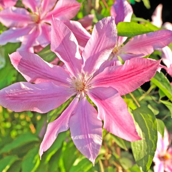 Clematis 'Pink Fantasy' in 2 Gallon Pot