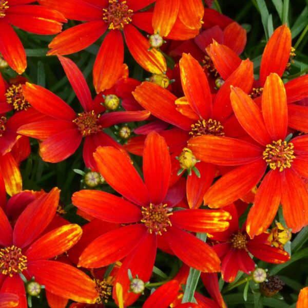  Coreopsis 'Ladybird' in 1 Gallon Pot