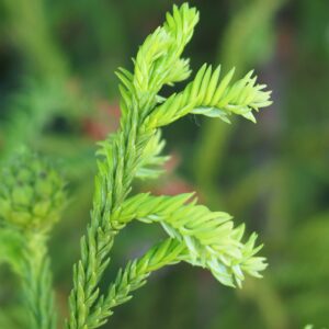 Cryptomeria japonica