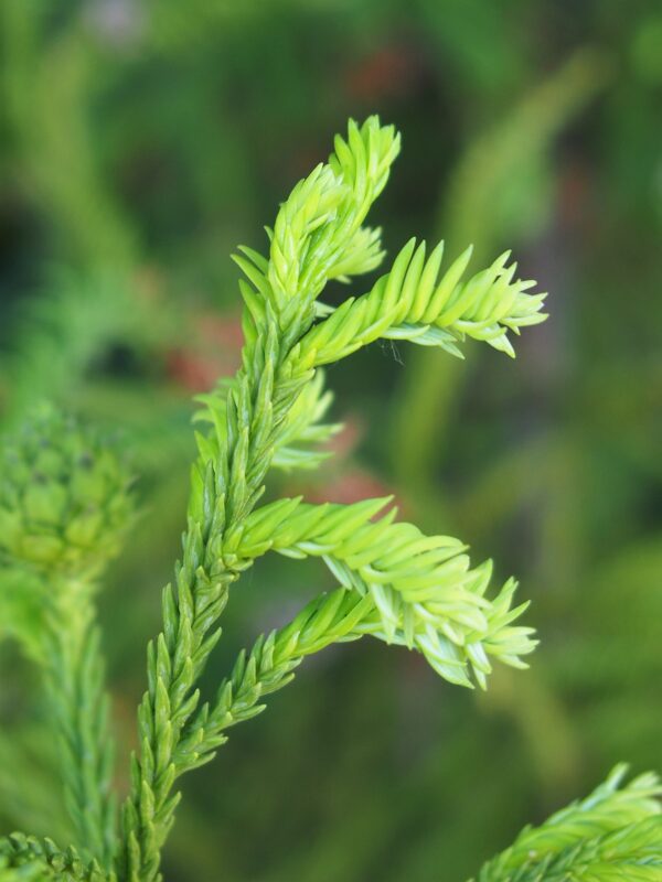 Cryptomeria japonica