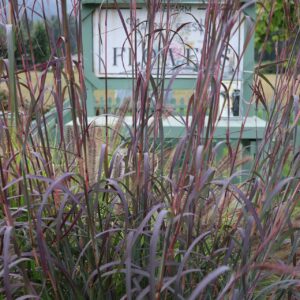 Andropogon 'Holy Smoke' in 1 Gallon Pot
