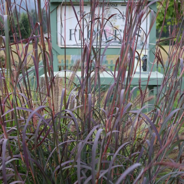 Andropogon 'Holy Smoke' in 1 Gallon Pot