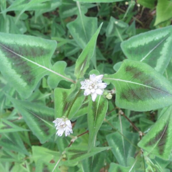 Persicaria "Purple Fantasy" in 1 Gallon Pot