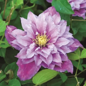 Clematis 'Piilu' in 2 Gallon Pot
