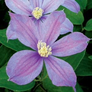 Clematis 'Arabella' in 2 Gallon Pot