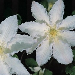 Clematis 'Gillian Blades' in 2 Gallon Pot