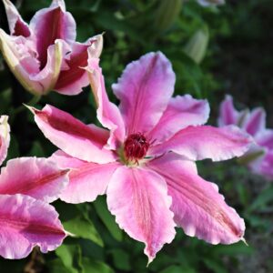 Clematis 'Vancouver Mystic Gem' in 2 Gallon Pot