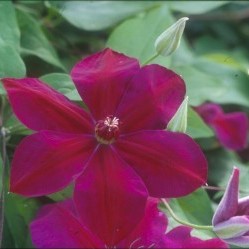 Clematis 'Westerplatte' in 2 Gallon Pot