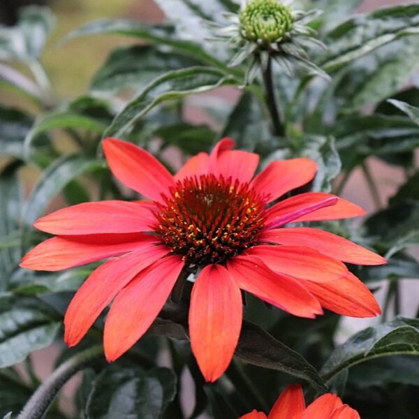 Echinacea 'Panama Red' in 1 Gallon Pot