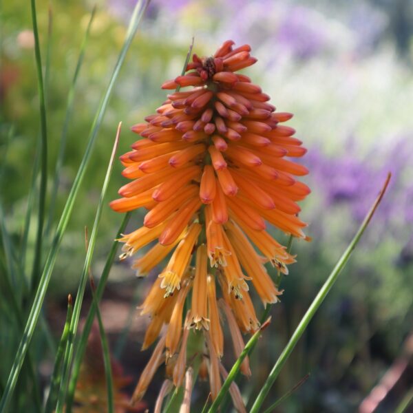 Kniphofia 'Poco Orange' in 1 Gallon Pot