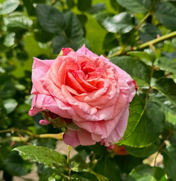 Rosa 'Lady Ashe' in 2 Gallon Pot