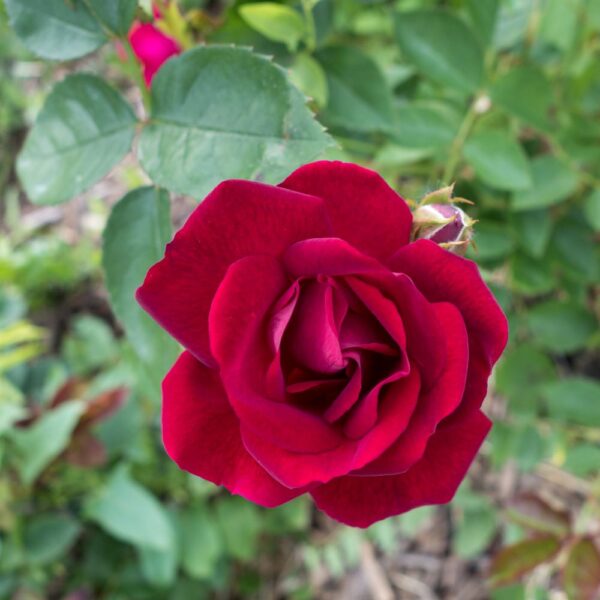 Rosa 'Liebeszauber' in a 2 Gallon Pot