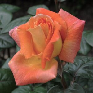 3 Gallon Roses for Local Sale