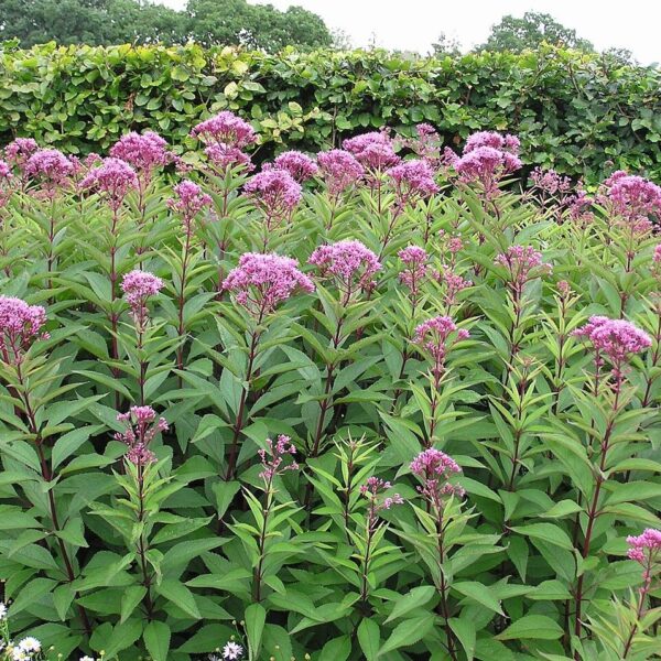 Eupatorium 'Baby Joe' in 1 Gallon Pot