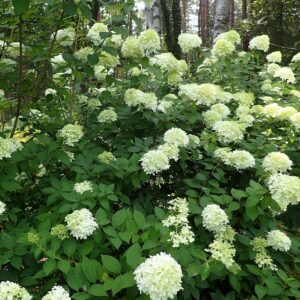 Limelight Panicle Hydrangea 1 Gallon Pot