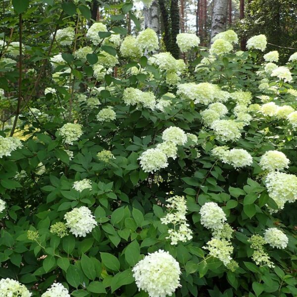 Limelight Panicle Hydrangea 1 Gallon Pot