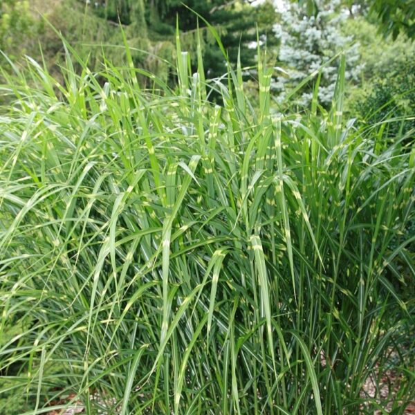 Miscanthus sinensis 'Strictus', 'Porcupine Grass' in 1 Gallon Pot