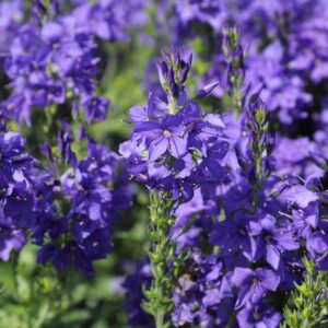 Veronica Austriaca 'Knallblau' in 1 Gallon Pot