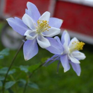 Aquilegia 'Blue Columbine' in 1 Gallon Pot