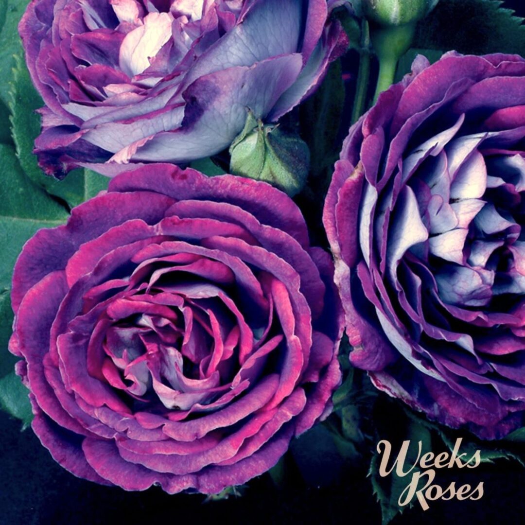 Rosa Cosmic Clouds In 3 Gallon Pot Fraser Valley Rose Farm nvc-time-to-degree-how-long-does-it-take-to-get-an-associate-degree