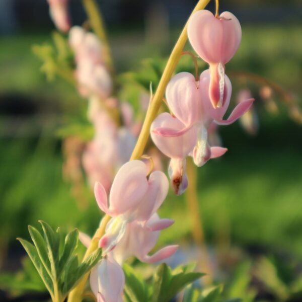 Dicentra 'Cupid' bleeding hearts in 2 Gallon Pot