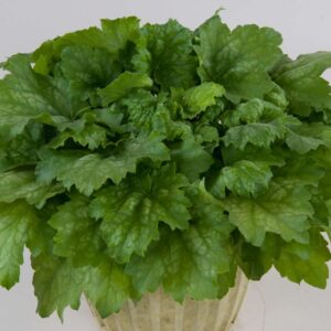 Heuchera Kira 'Green Tea' in 1 Gallon Pot