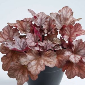 Heuchera Kira 'Arizona' in 1 Gallon Pot