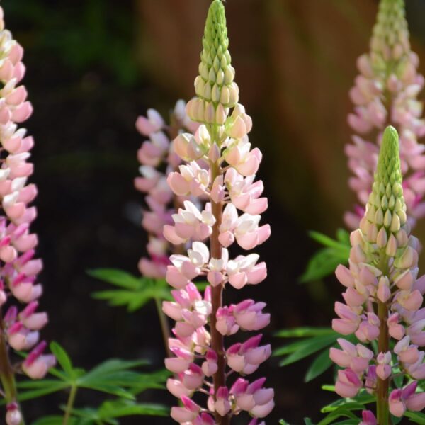 Lupin 'The Chatelaine' in 1 Gallon Pot