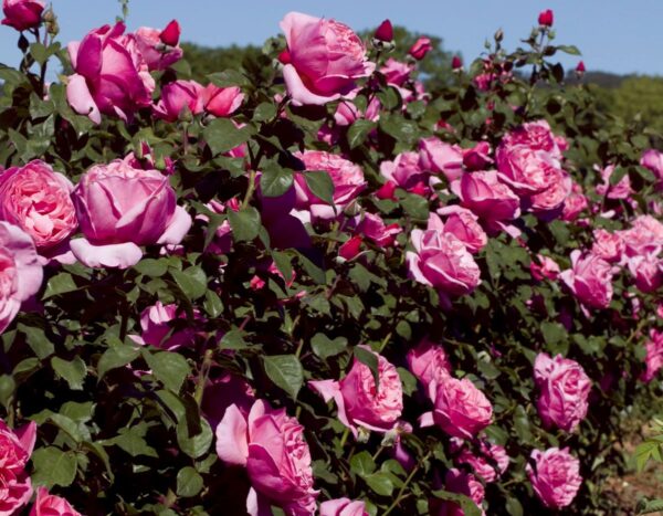 Rosa 'Dee-Lish' in 3 Gallon Pot