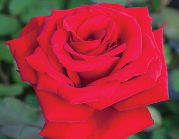 Rosa 'Love's Promise' in 3 Gallon Pot