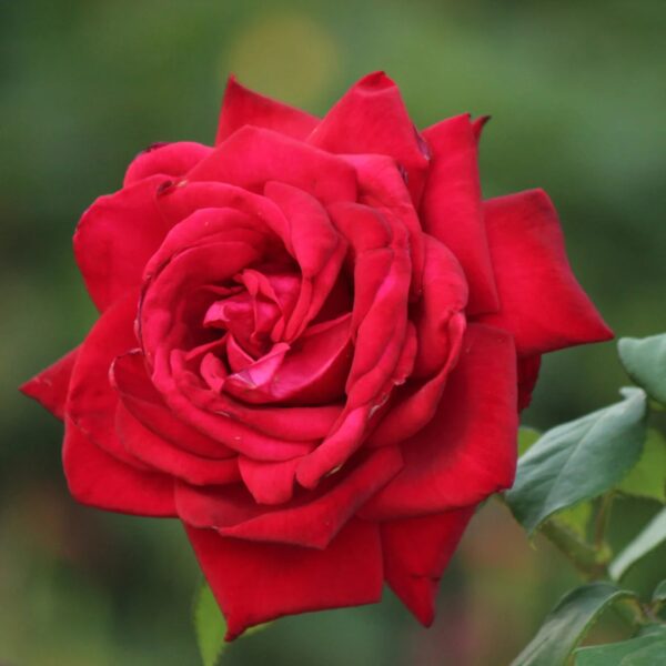 Rosa 'Mister Lincoln' in 3 Gallon Pot