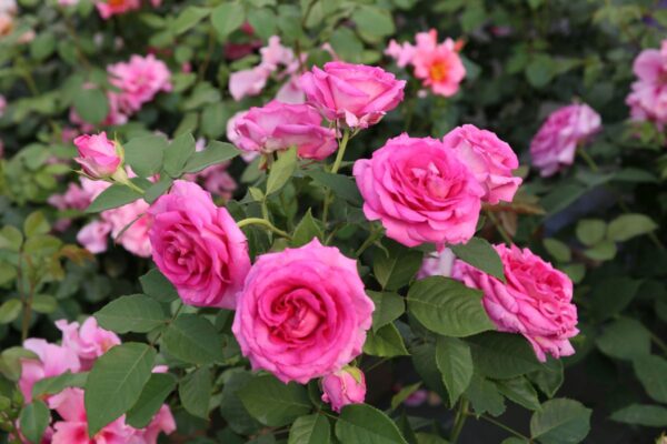 Rosa 'Raspberry Cupcake' in 3 Gallon Pot
