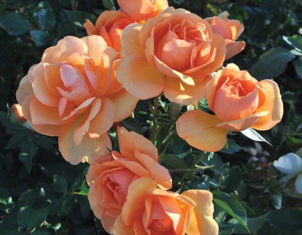 Rosa 'South Africa' in 3 Gallon Pot