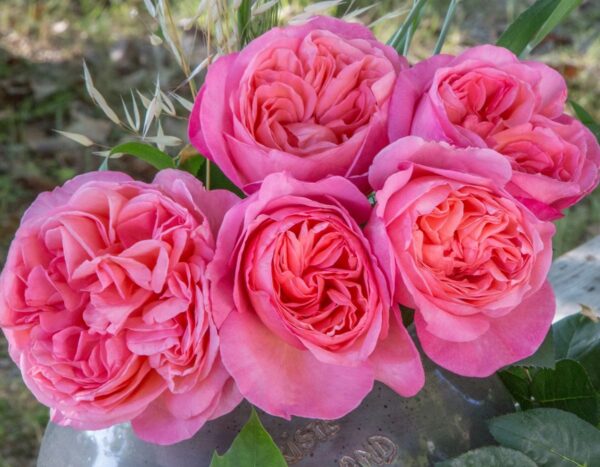 Rosa 'Sweet Mademoiselle' in 3 Gallon Pot