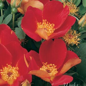 Rosa 'Austrian Copper' in 3 Gallon Pot