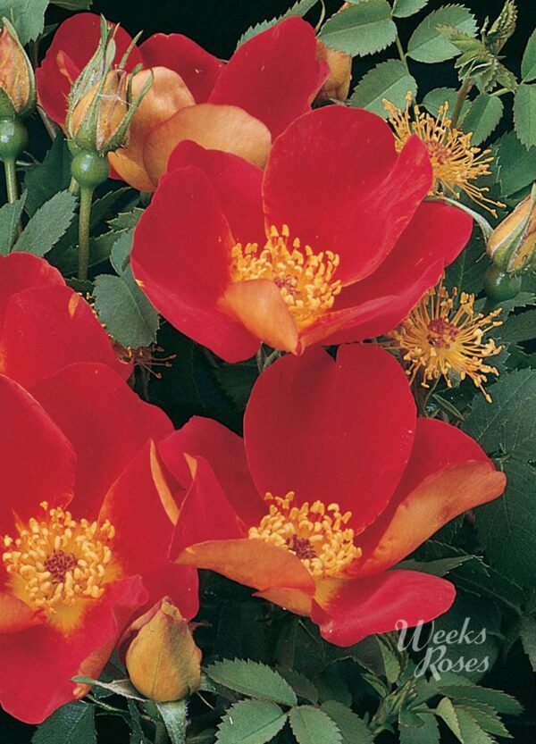 Rosa 'Austrian Copper' in 3 Gallon Pot