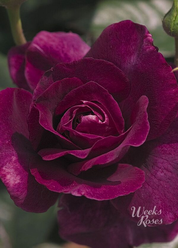 Rosa 'Intrigue' in 3 Gallon Pot