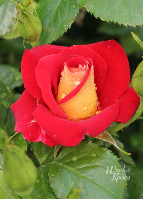 Rosa 'Ketchup & Mustard' in 3 Gallon Pot