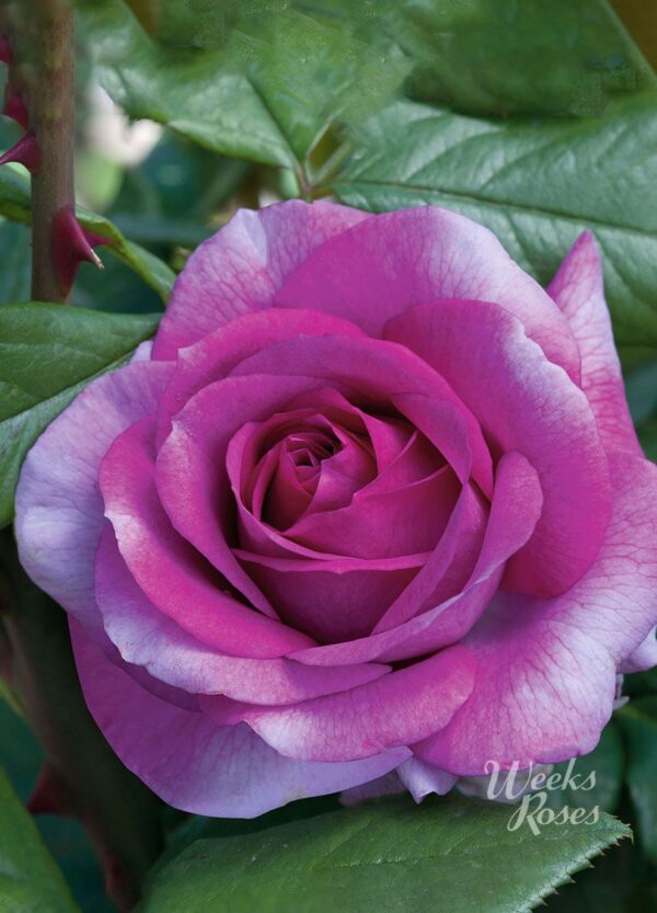 Rosa 'Perfume Factory' in 3 Gallon Pot