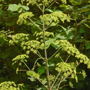 Peucedanum verticillare in 1 gallon pot
