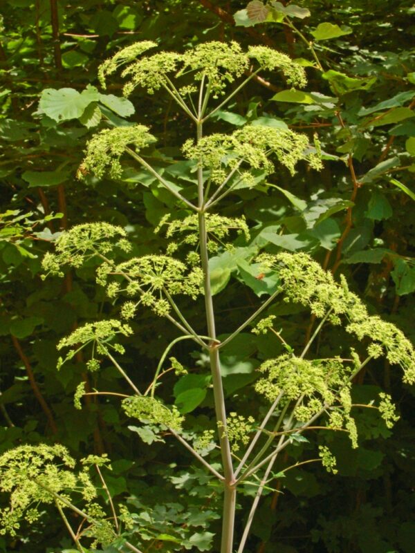 Peucedanum verticillare in 1 gallon pot
