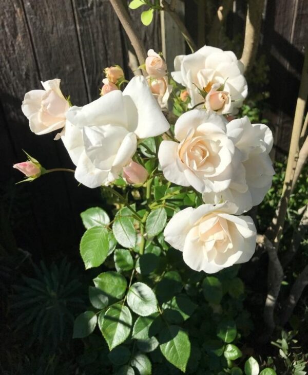 Rosa 'Chloe's Rose' in 2 Gallon Pot